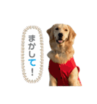 ゴールデンレトリバーのるな②（個別スタンプ：28）