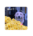 ゴールデンレトリバーのるな②（個別スタンプ：29）