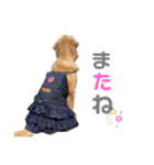 ゴールデンレトリバーのるな②（個別スタンプ：37）