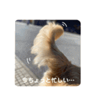 ゴールデンレトリバーのるな②（個別スタンプ：38）