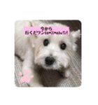 うちのワン'sスタンプ♡（個別スタンプ：7）