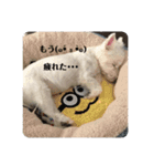 うちのワン'sスタンプ♡（個別スタンプ：13）