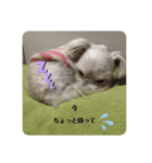 うちのワン'sスタンプ♡（個別スタンプ：15）