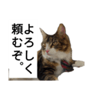 うちのゲベ4（個別スタンプ：2）
