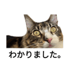 うちのゲベ4（個別スタンプ：3）
