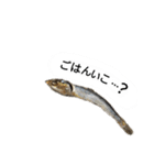 うちのゲベ4（個別スタンプ：4）