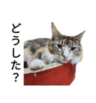 うちのゲベ4（個別スタンプ：6）