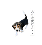 ビーグルのマーティンのスタンプ(大量)（個別スタンプ：18）