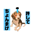 ビーグルのマーティンのスタンプ(大量)（個別スタンプ：29）