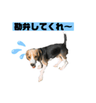 ビーグルのマーティンのスタンプ(大量)（個別スタンプ：30）