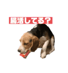ビーグルのマーティンのスタンプ(大量)（個別スタンプ：33）