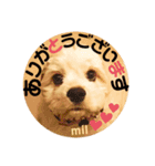 milchanすたんぷ2（個別スタンプ：1）