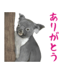 ほほえみフレンズ！コアラの日常生活（個別スタンプ：1）