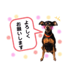 ミニピンのハナちゃん（個別スタンプ：14）