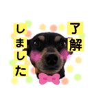 ミニピンのハナちゃん（個別スタンプ：19）