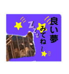 ミニピンのハナちゃん（個別スタンプ：32）