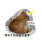 チャロすたんぷ（個別スタンプ：3）