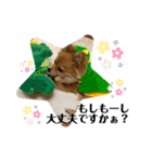 チャロすたんぷ（個別スタンプ：13）