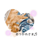 チャロすたんぷ（個別スタンプ：16）