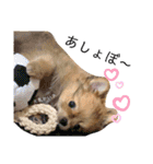 チャロすたんぷ（個別スタンプ：17）