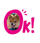 チャロすたんぷ（個別スタンプ：21）