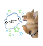 チャロすたんぷ（個別スタンプ：22）