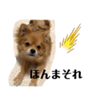 チャロすたんぷ（個別スタンプ：23）