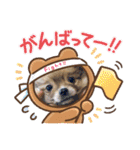 チャロすたんぷ（個別スタンプ：24）