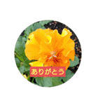 花のあいさつスタンプ2（個別スタンプ：1）