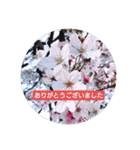 花のあいさつスタンプ2（個別スタンプ：4）