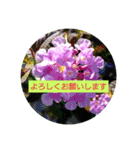 花のあいさつスタンプ2（個別スタンプ：6）