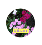 花のあいさつスタンプ2（個別スタンプ：7）