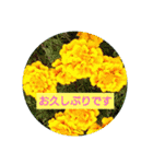 花のあいさつスタンプ2（個別スタンプ：9）