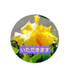 花のあいさつスタンプ2（個別スタンプ：12）