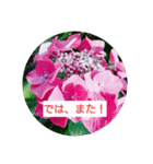 花のあいさつスタンプ2（個別スタンプ：13）