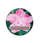 花のあいさつスタンプ2（個別スタンプ：14）