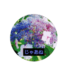 花のあいさつスタンプ2（個別スタンプ：15）