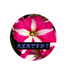 花のあいさつスタンプ2（個別スタンプ：16）
