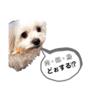 leokaマルチー（個別スタンプ：10）