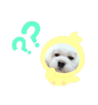 leokaマルチー（個別スタンプ：12）
