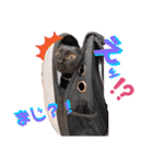 保護黒猫プティのぷぅちゃん（個別スタンプ：1）