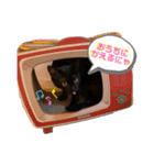 保護黒猫プティのぷぅちゃん（個別スタンプ：2）