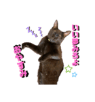 保護黒猫プティのぷぅちゃん（個別スタンプ：3）