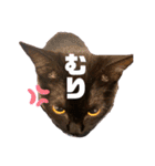 保護黒猫プティのぷぅちゃん（個別スタンプ：4）