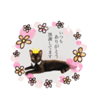 保護黒猫プティのぷぅちゃん（個別スタンプ：6）