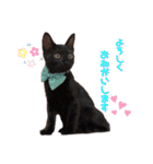 保護黒猫プティのぷぅちゃん（個別スタンプ：7）