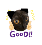 保護黒猫プティのぷぅちゃん（個別スタンプ：9）