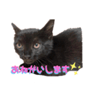 保護黒猫プティのぷぅちゃん（個別スタンプ：10）