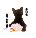 保護黒猫プティのぷぅちゃん（個別スタンプ：11）
