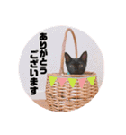 保護黒猫プティのぷぅちゃん（個別スタンプ：14）